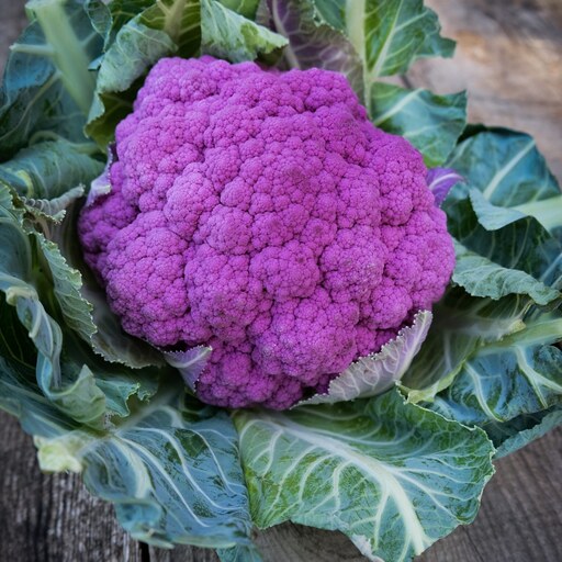 بذر گیاه گل کلم بنفش رقم کاتانس - Cauliflower Violet Catanese