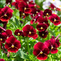 بذر گل بنفشه قرمز خالدار - Viola Red Flower