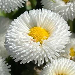 بذر گل مینا چمنی سفید - English White Daisy