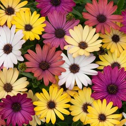 بذر گل گازانیا الوان - African Daisy Mix