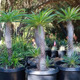 بذر گیاه نخل ماداگاسکار - Madagascar Palm