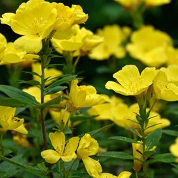 بذر گل مغربی - Evening Primroses