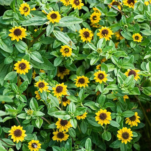 بذر گل آهار مکزیکی - Mexican Creeping Zinnia