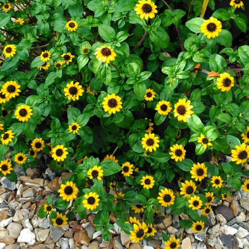 بذر گل آهار مکزیکی - Mexican Creeping Zinnia