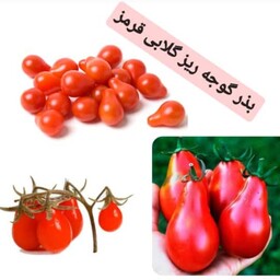 بذر گوجه فرنگی گلابی درجه یک بسته 10 عددی محصول کشور ترکیه 