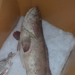 ماهی هامور(عمده 10 کیلویی)