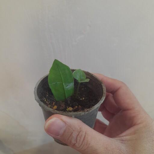  زاموفیلیا سبز(قلمه)ریشه دار و دارای گیاهچه در حال رشد 