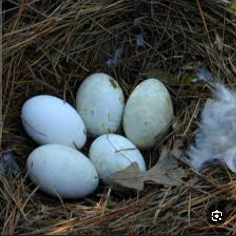 تخم مرغ اردک 