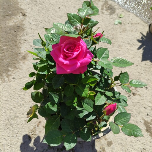 رز  فرانسوی گیاه گلدار باغچه ای سایز متوسط سطل 3 یکی از انواع گل رز های زیبا