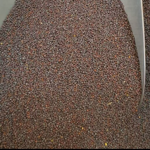 بذر خردل سیاه (تخم خردل سیاه) - 1 کیلو