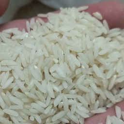 برنج معطر طارم هاشمی، کشت دوم