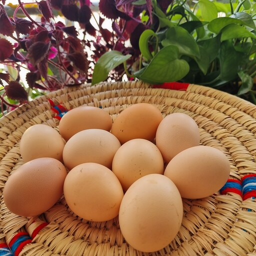 تخم مرغ محلی خوش رنگ خوش مزه و با کیفیت  و صد در صد  ارگانیک در بسته 6عددی