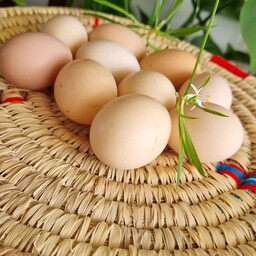 تخم مرغ محلی خوش رنگ خوش مزه و با کیفیت  و صد در صد  ارگانیک در بسته 10عددی