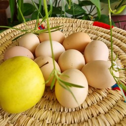 تخم مرغ محلی کاملا ارگانیک و طبیعی تهیه شده را بهترین دان  ذرت و گندم و...