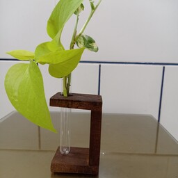 گلجای،گلدان هیدروپونیک. استند چوبی  قلمه پتوس. با لوله آزمایشگاهی در دو سایز. جنس پایه چوب