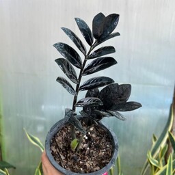 زاموفیلیا سوپر بلک(2 شاخه با یک پاجوش)