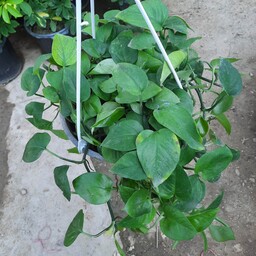 گیاه پتوس گلدان کاسه ای با دسته آویز ریشه پر 