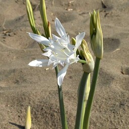 پیاز گل نرگس پانکراتیوم دریایی (یک عدد )سایز کوچک 