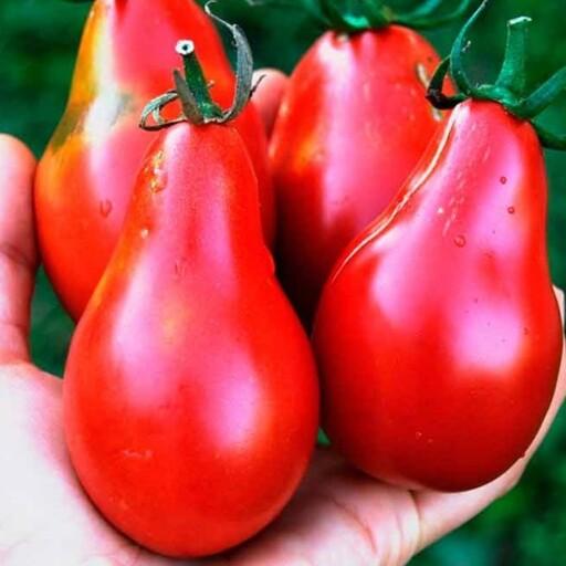 بذر گوجه گلابی قرمز (یک عدد )