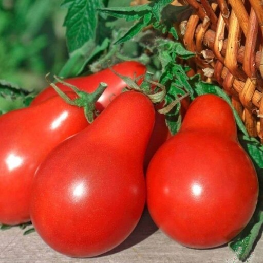بذر گوجه گلابی قرمز (یک عدد )