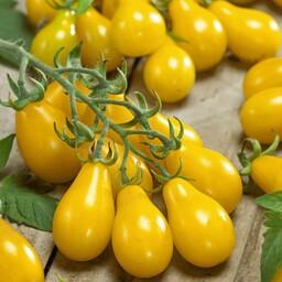 بذر گوجه گلابی زرد (یک عدد )کد35