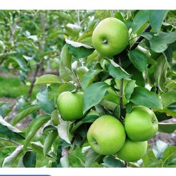 نهال سیب درختی  سبز پیوندی 