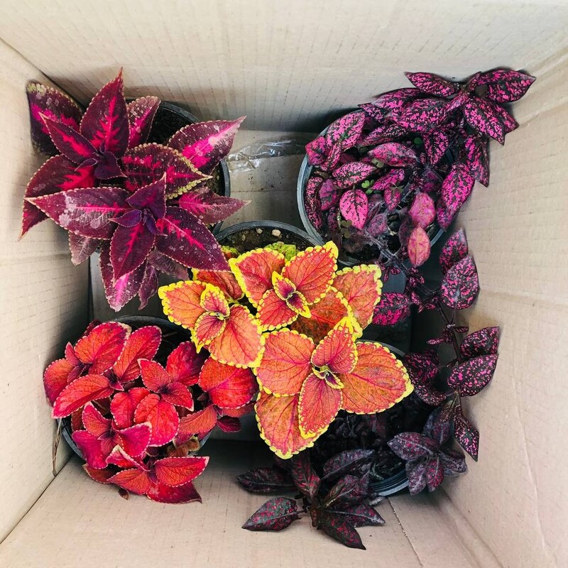 پک پنج تایی حسن یوسف و گلسنگ یا گل سنگ سایز 14 هزینه ارسال بصورت پس کرایه با مشتری 