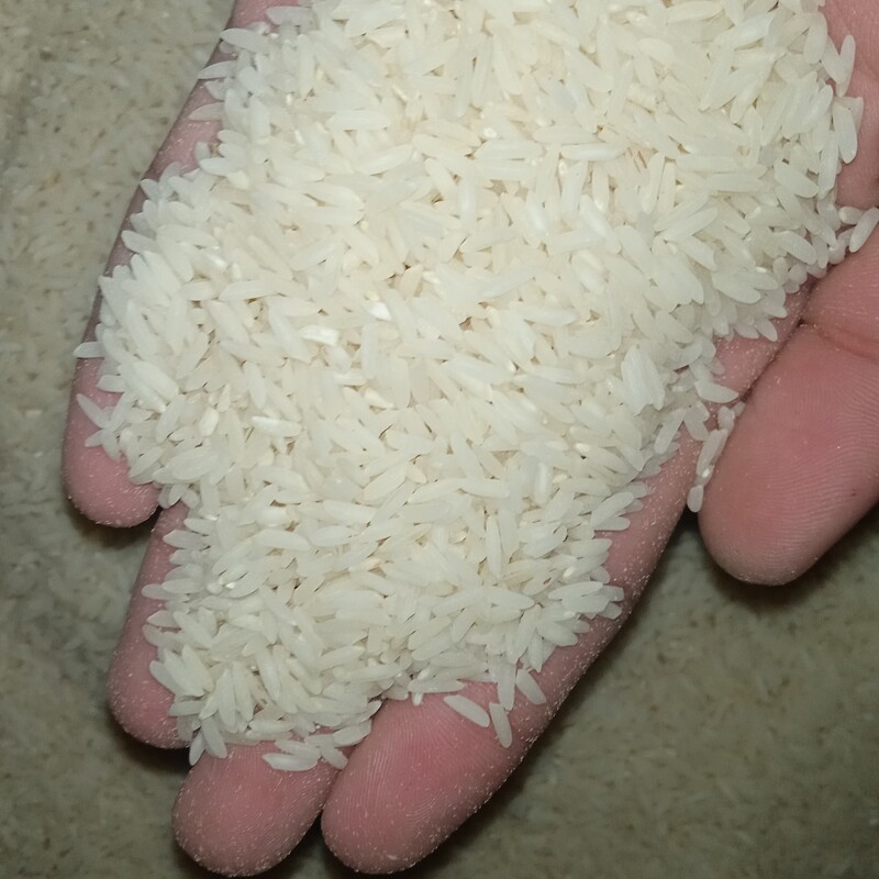 برنج طارم اصل 