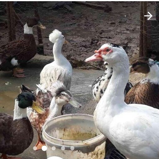 اردک اسرایئلی خوش خوراک  خوش گوشت پاک کرده اماده طبخ 2500 گرم 