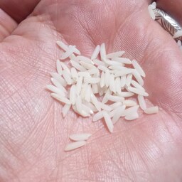 برنج هاشمی شفت ارگانیک ، بسته 50 کیلویی