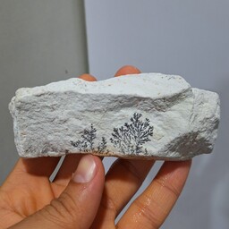 سنگ راف شجر دندریتی با شجر های بسیار واضح  بسیار زیبا و خاص 100 در 100 طبیعی  شاهکار خلقت کد 18075