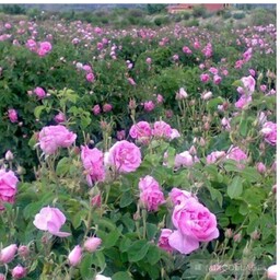 نهال گل محمدی گلاب