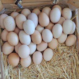 تخم مرغ محلی ( اصلی) 