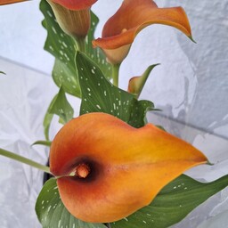 گلدان گل  شیپوری  هلندی  ( نارنجی )