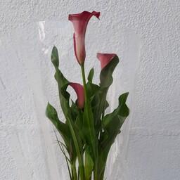 گل شیپوری هلندی  صورتی ( گلدان سایز 14 ) قابل ارسال با پست 