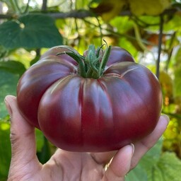 بذر گوجه بلک کریم Black krim tomatoes