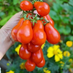  بذر گوجه گلابی زرد  Red Pear tomatoes