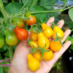  بذر گوجه گلابی میکس  Pear tomatoes (yellow red) 