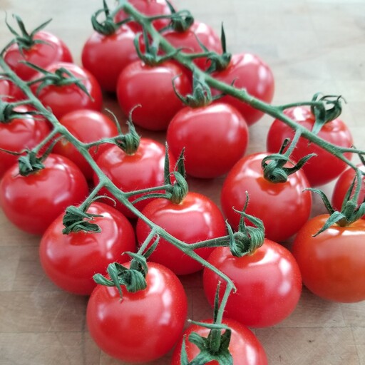 بذر گوجه خوشه ایی چادویک  Chadwick tomato