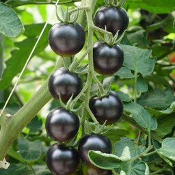  بذر گوجه چری مشکی Black cherry tomato