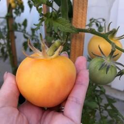 بذر گوجه هلویی peach tomato