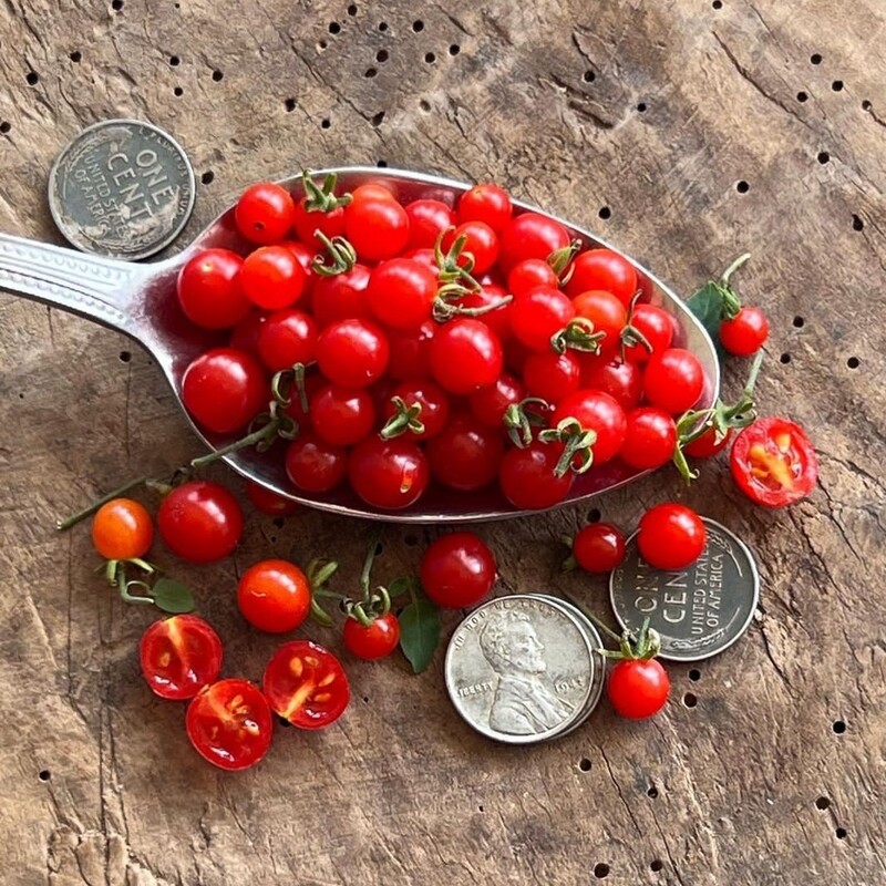 بذر ایتالیایی ریزترین گوجه دنیا Spoon tomato 