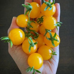  بذر گوجه زرد توپاز  Yellow Topaz tomato