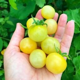  بذر ایتالیایی گوجه  چری زرد Yellow cherry tomato