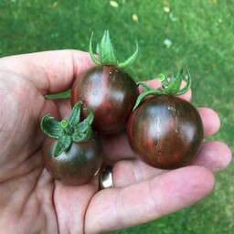  بذر گوجه ویولت جاسپر Violet Jasper tomato