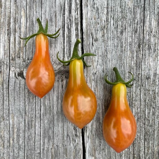  بذر گوجه گلابی شکلاتی Chocolate pear tomato