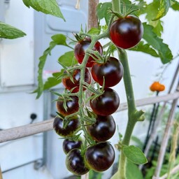  بذر گوجه چری شکلاتی  Chocolate cherry tomato