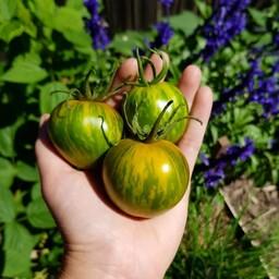  بذر گوجه سبز زبرا  Green zebra tomato