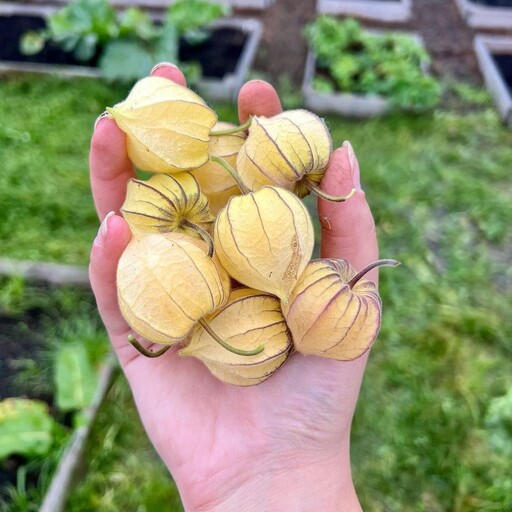  بذر فیسالیس زرد Physalis