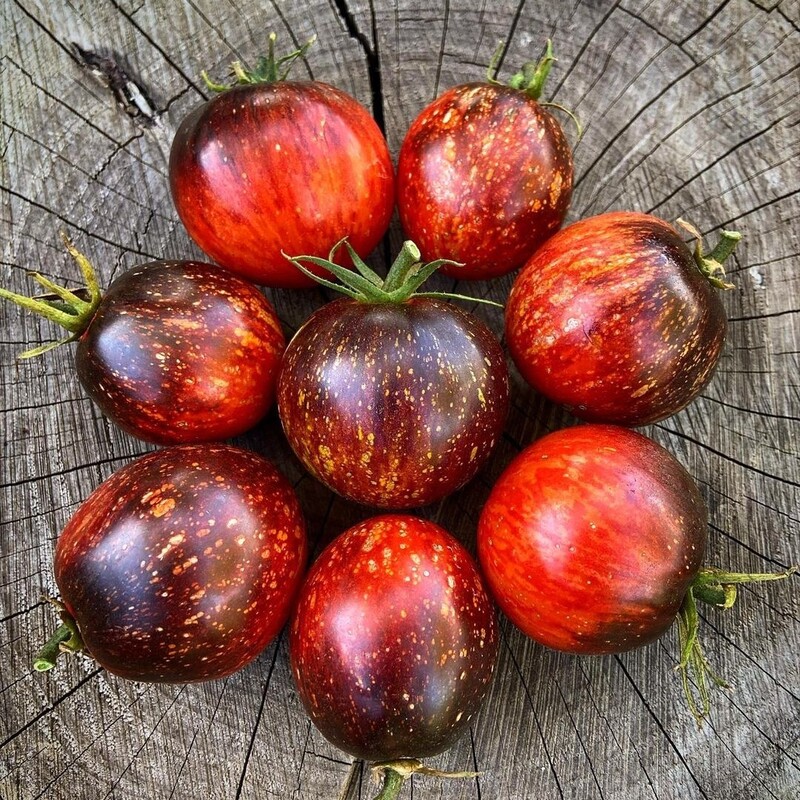  بذر گوجه کهکشان تاریک Dark galaxy tomato
